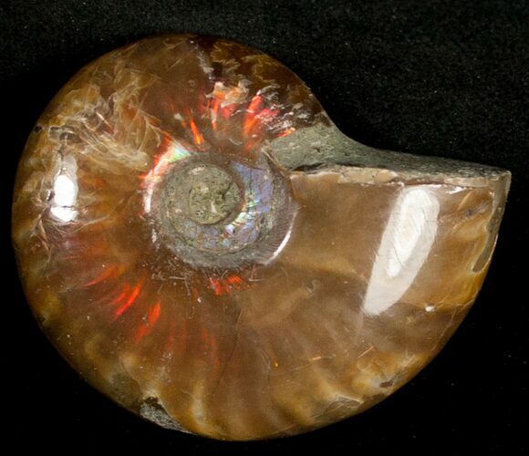 Flashy Red Iridescent Ammonite - Wide #10354